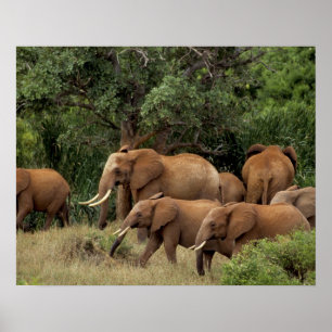 Affiches Kenya : parc national de Tsavo Est, troupeau d'élé