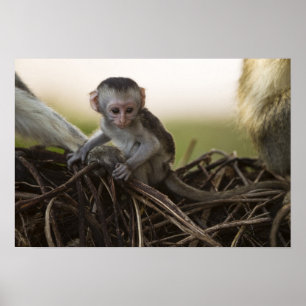 Affiches Kenya, réserve de gibier de Samburu. Singe Vervet