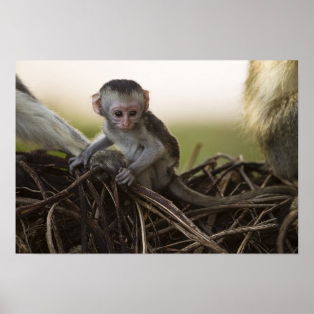 Affiches Kenya, réserve de gibier de Samburu. Singe Vervet (Devant)
