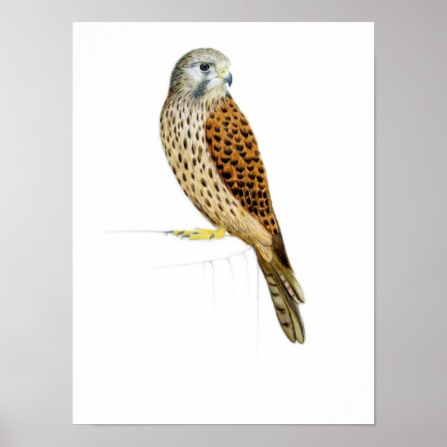 Affiches Kestrel 2011 (Devant)