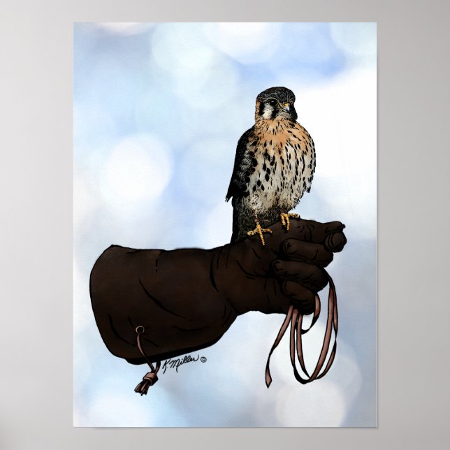 Affiches Kestrel on Glove Illustration (Devant)