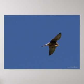 Affiches Kestrel, Turmfalke, falco tinnunculus