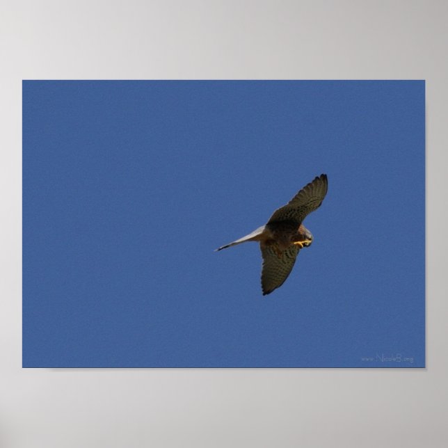 Affiches Kestrel, Turmfalke, falco tinnunculus