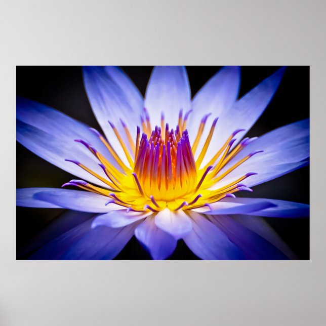 Affiches Kew Gardens Nénuphar, Londres (Devant)