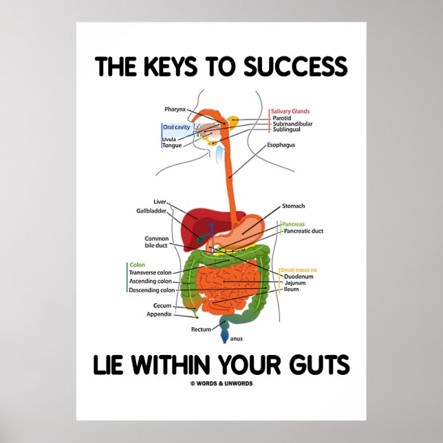 Affiches Keys To Success Lie Within Your Guts (Digestive) (Devant)