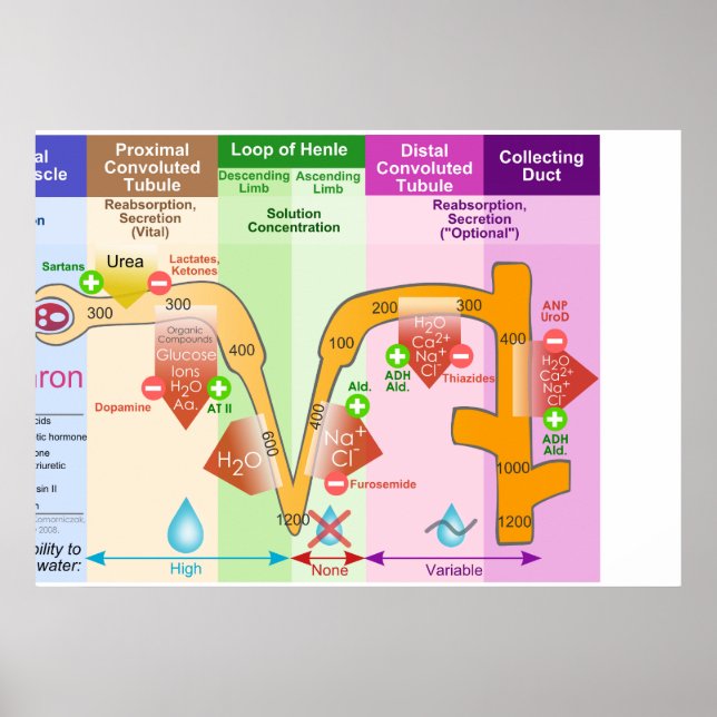 Affiches Kidney Nephron Molar Transport Diagram (Devant)