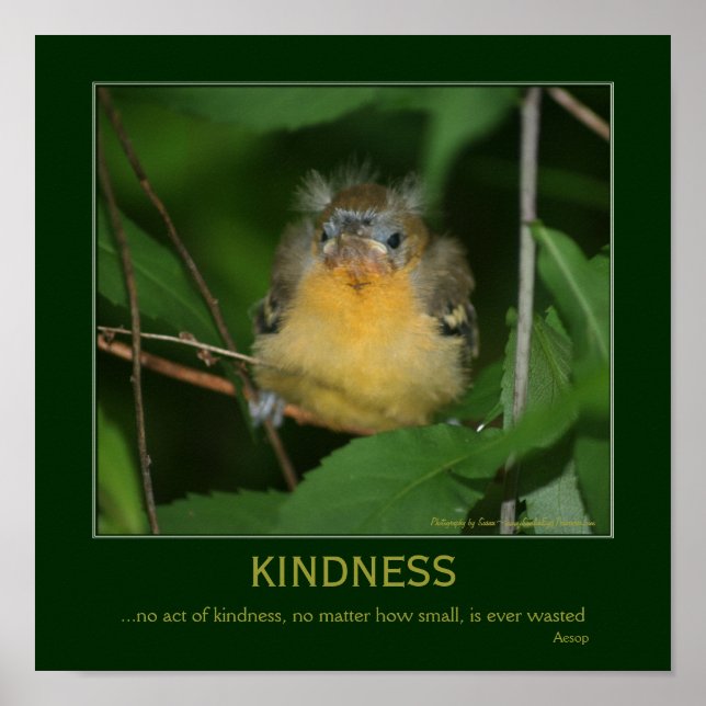 Affiches Kindness Inspirational Quote Baby Oriole  (Devant)