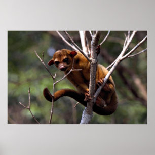Affiches Kinkajou (Potos flavus)