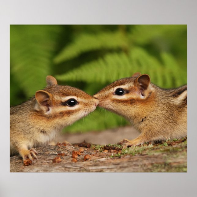Affiches Kissing Baby Chipmunks (Devant)