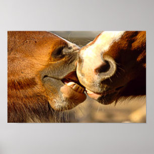 Affiches Kissing Horses