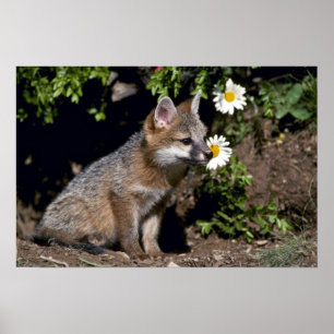 Affiches Kit Grey Fox-young