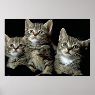 Affiches Kit Kat Club