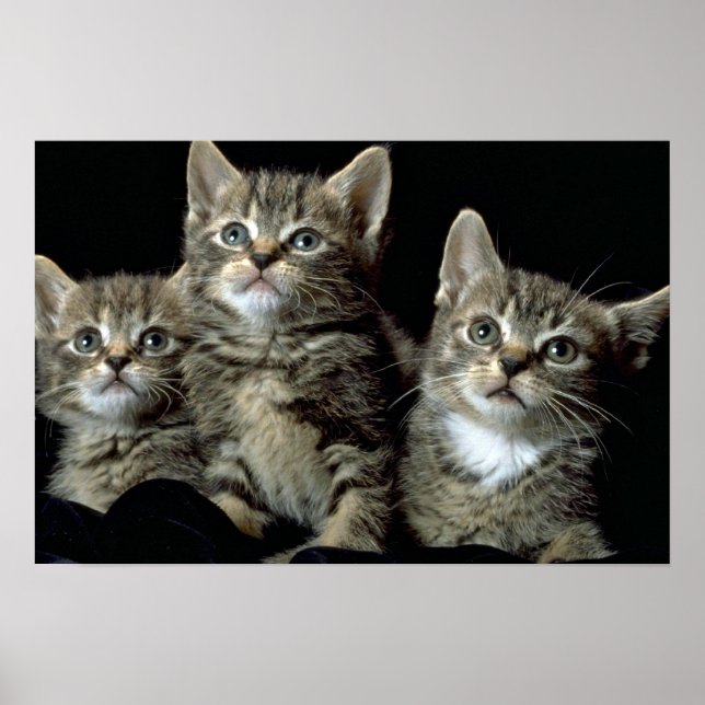 Affiches Kit Kat Club (Devant)