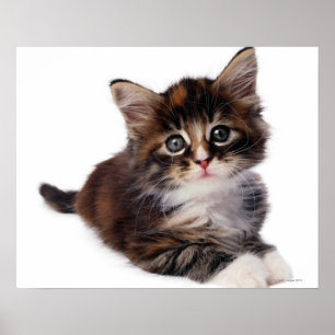 Affiches Kitten