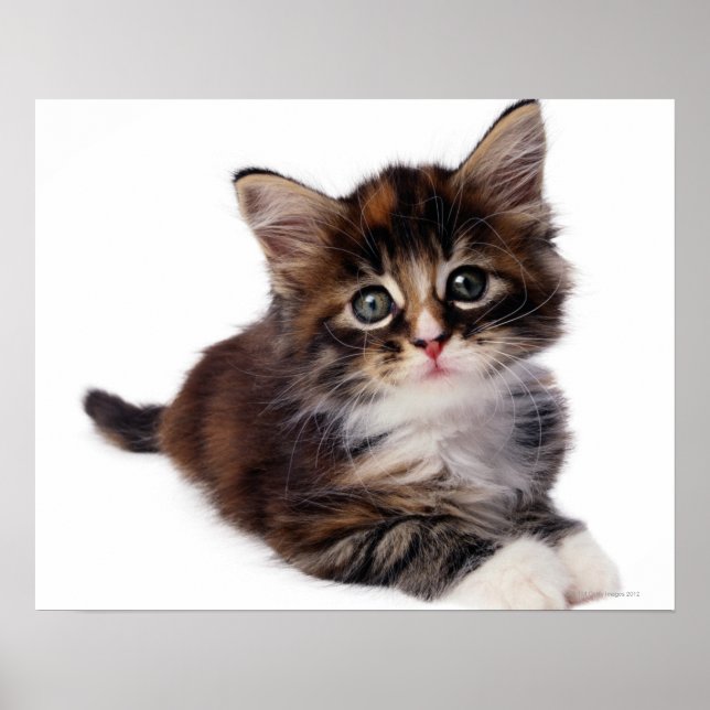 Affiches Kitten (Devant)