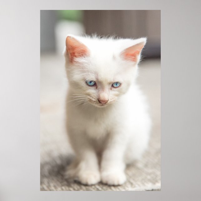 Affiches Kitten blanc (Devant)