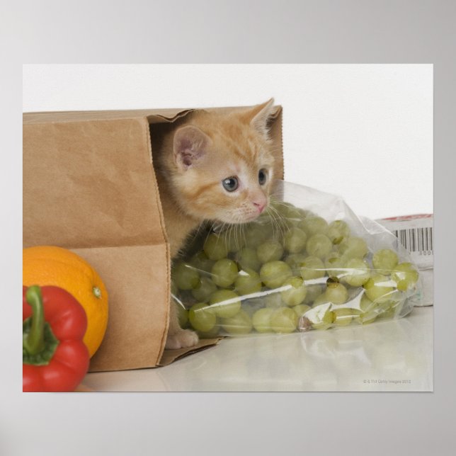 Affiches Kitten dans le sac d'épicerie (Devant)