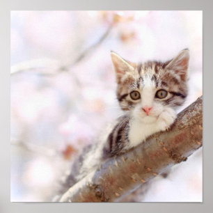 Affiches Kitten Dans Un Arbre