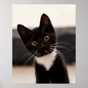 Affiches Kitten de Cute Black And White Tuxedo