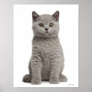 Affiches Kitten de Shorthair britannique (10 semaines)