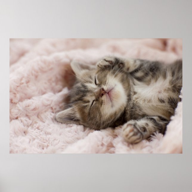 Affiches Kitten endormi (Devant)