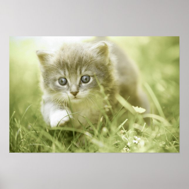 Affiches Kitten faisant des pas dans l'herbe (Devant)