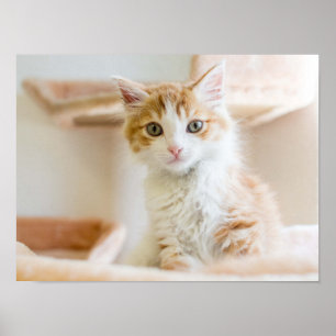 Affiches Kitten orange et blanc