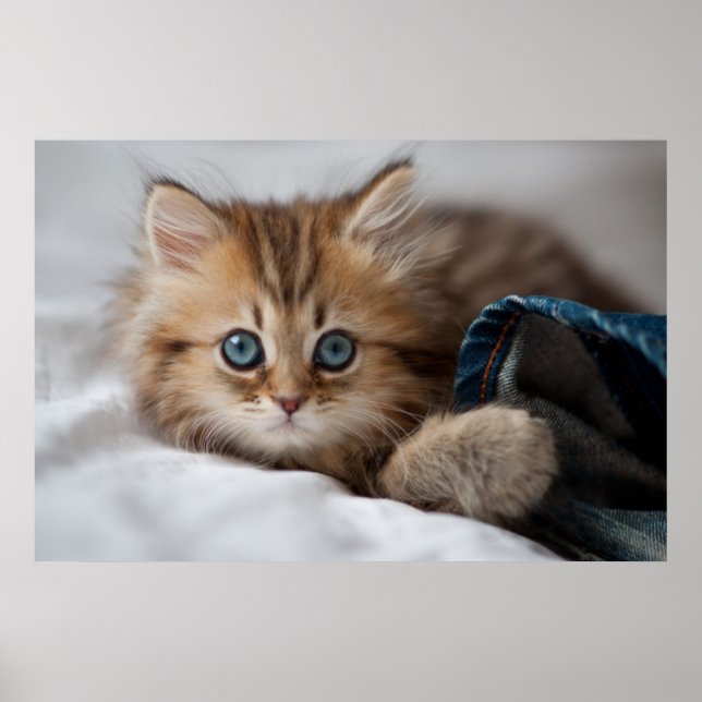 Affiches Kitten With Blue Eyes (Devant)