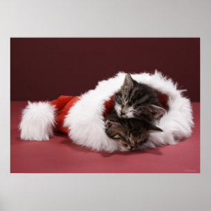 Affiches Kittens asleep together in Christmas hat