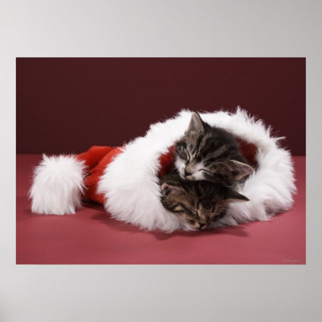Affiches Kittens asleep together in Christmas hat (Devant)