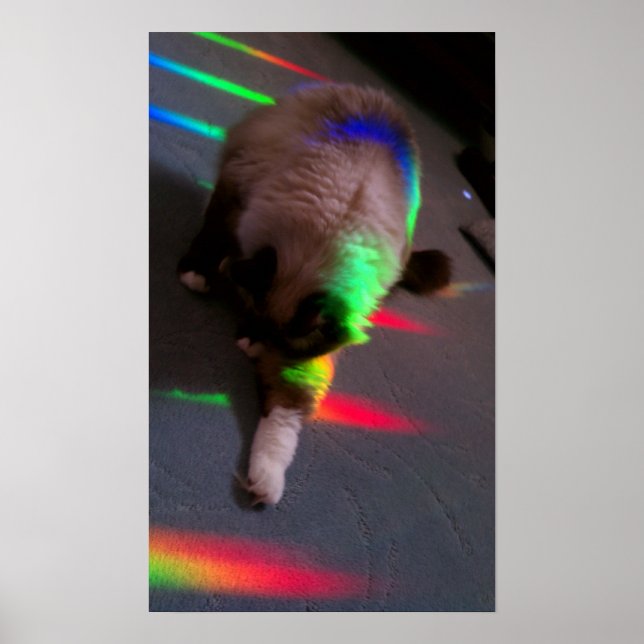 Affiches Kitties = Lumière et Amour (Devant)