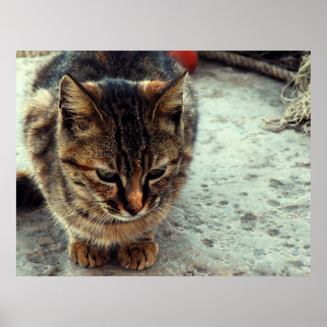 Affiches Kitty (Devant)