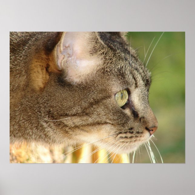 Affiches Kitty Stare (Devant)