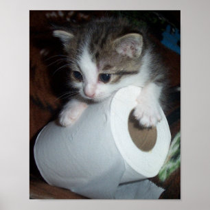 Affiches Kittypaper