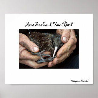 Affiches Kiwi Oiseau à la main