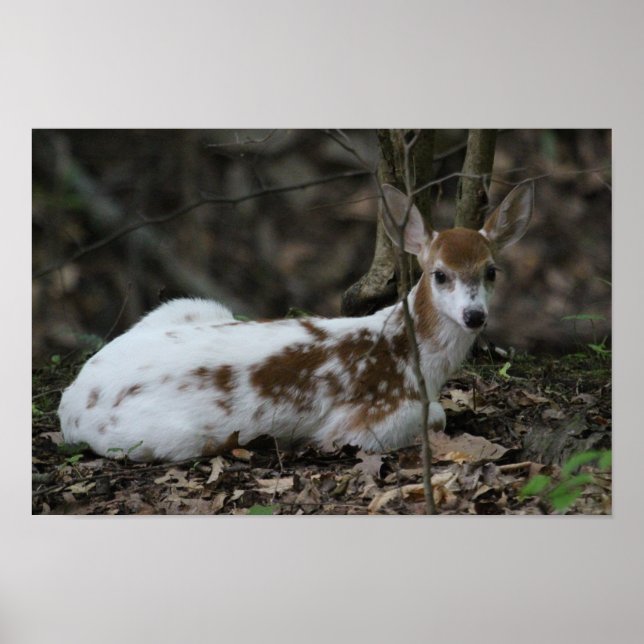 Affiches KMCphoto Piebald Deer (Devant)