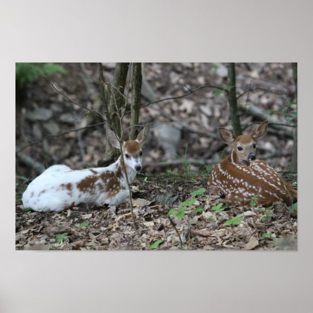 Affiches KMCphoto Piebald Deer et frère (Devant)