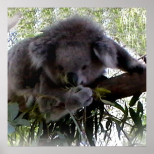 Affiches Koala