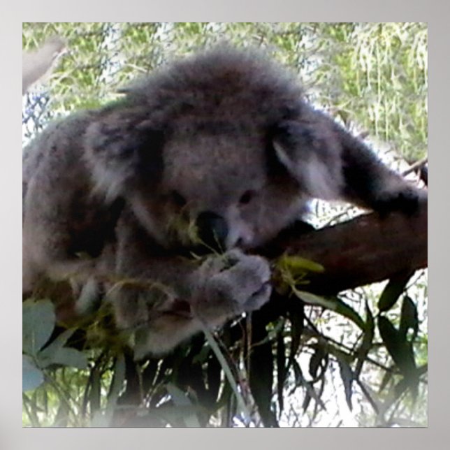 Affiches Koala (Devant)