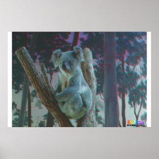 Affiches Koala 3D Anaglyph