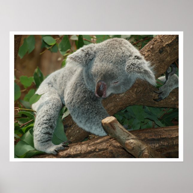 Affiches Koala Bear Sleeping (Devant)