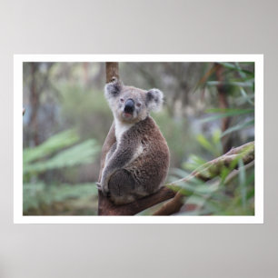 Affiches Koala dans l'arbre