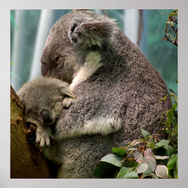Affiches Koala Maman et Nouveau bébé (Devant)
