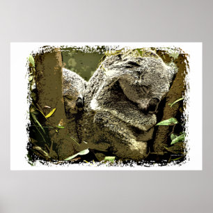 Affiches Koalas endormi