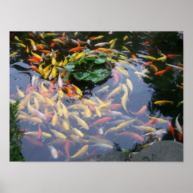 Affiches Koi Splendor (Devant)