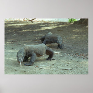 Affiches Komodo Dragons