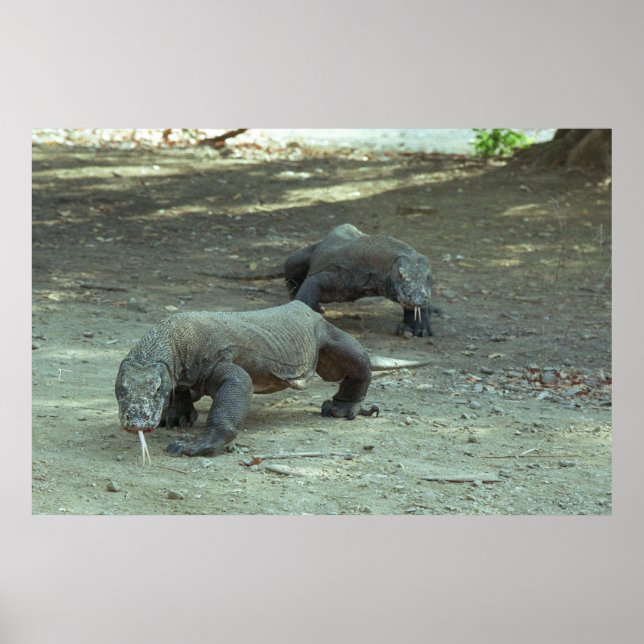 Affiches Komodo Dragons (Devant)
