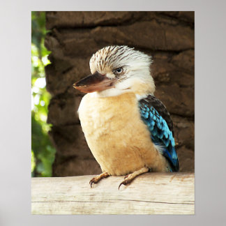 Affiches Kookaburra