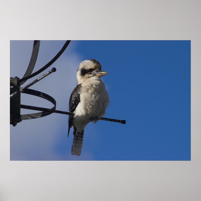 Affiches Kookaburra (Devant)