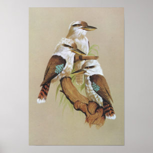 Affiches Kookaburra riant - gigas de Dacelo